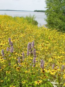 A colorful buffer of native plants helps filter water.